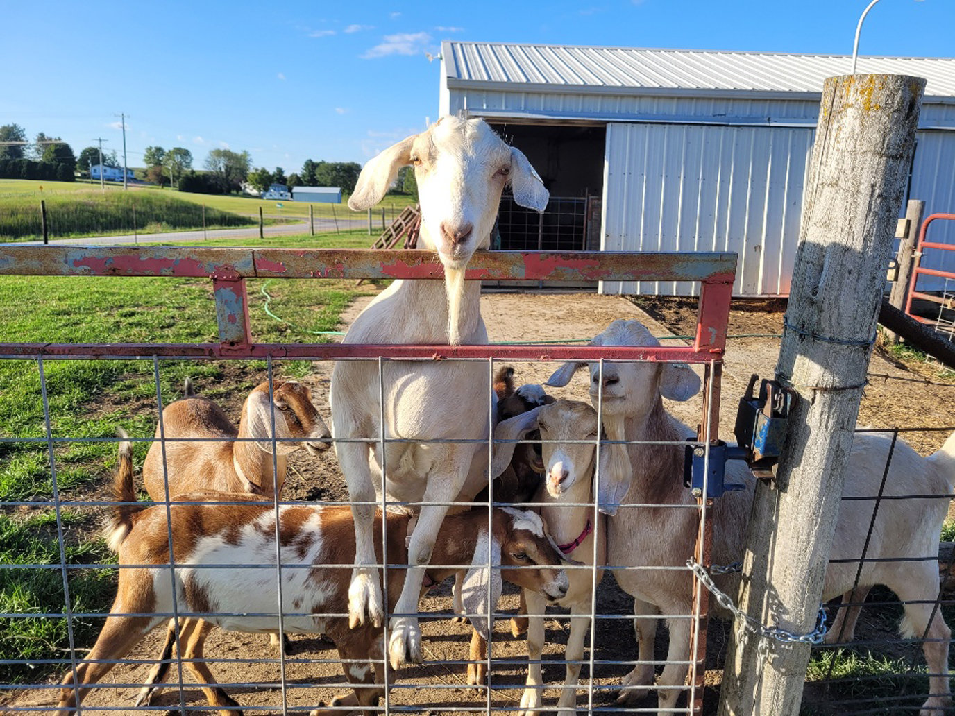 Turner raises cattle, goats and chickens on her 12-acre, Jackson County farm.